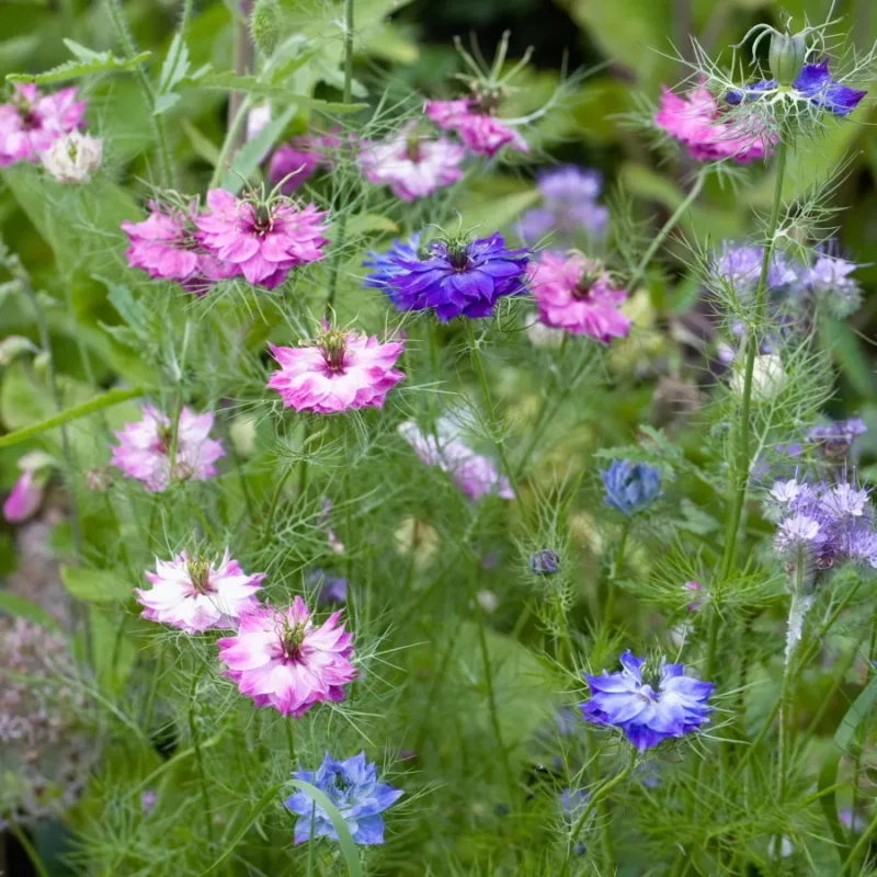 Borzaskata › Nigella Damascena › Persian Jewels Mix - Image 2