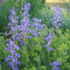 Déli Borsófürt › Baptisia Australis