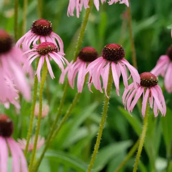Halvány Kasvirág › Echinacea Pallida