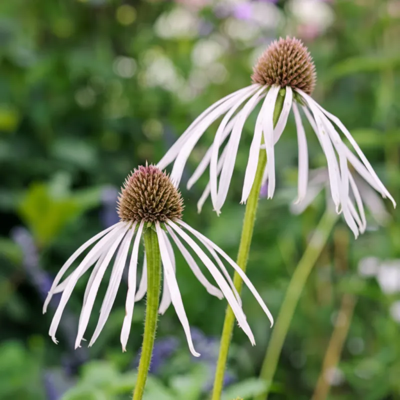 Halvány Kasvirág › Echinacea Pallida › Hula Dancer
