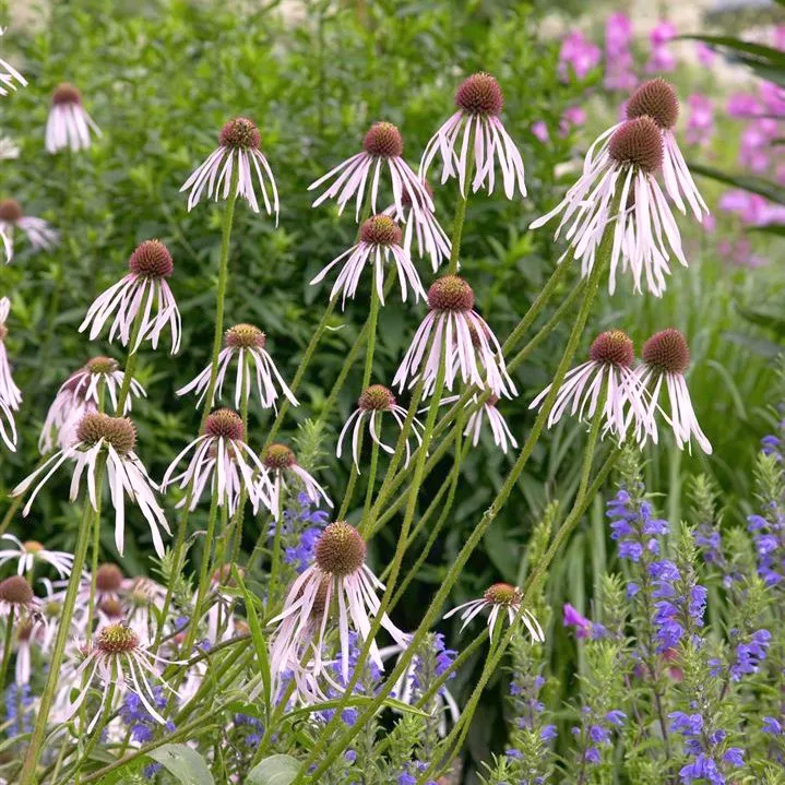Halvány Kasvirág › Echinacea Pallida › Hula Dancer