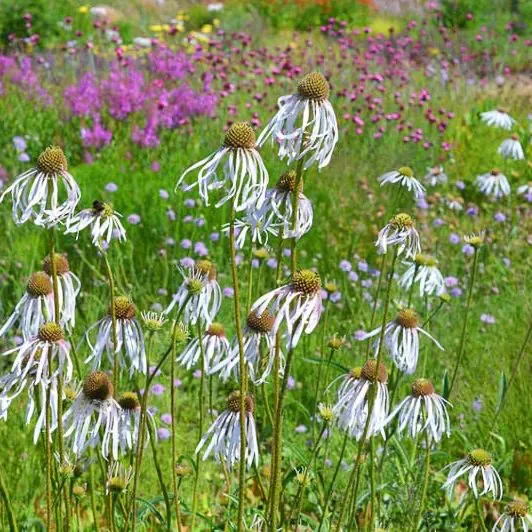 Halvány Kasvirág › Echinacea Pallida › Hula Dancer - Image 3