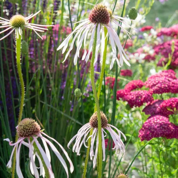 Halvány Kasvirág › Echinacea Pallida › Hula Dancer - Image 2