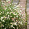 Spanyol Küllőrojt › Erigeron Karvinskianus