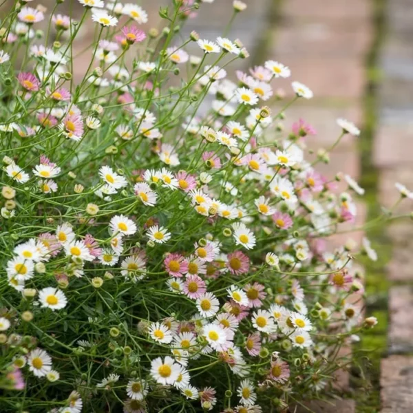 Spanyol Küllőrojt › Erigeron Karvinskianus