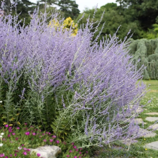 Sudárzsálya › Perovskia Atriplicifolia