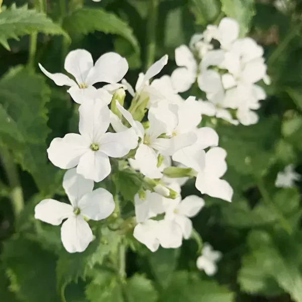 Kerti Holdviola › Lunaria Annua › Alba