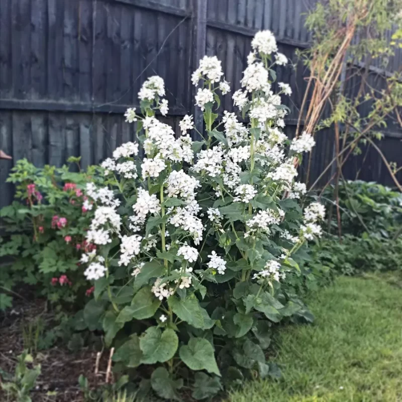 Kerti Holdviola › Lunaria Annua › Alba - Image 3