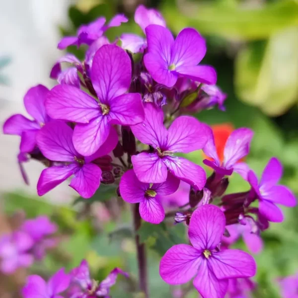 Kerti Holdviola › Lunaria Annua › Violet
