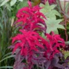 Amaránt › Amaranthus Tricolor › Early Splendor