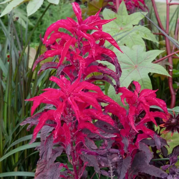 Amaránt › Amaranthus Tricolor › Early Splendor