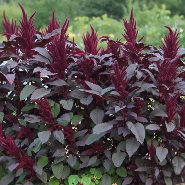 Amaránt › Amaranthus Cruentus › Oeschberg