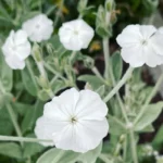 Bársonyos Kakukkszegfű › Lychnis Coronaria › Alba