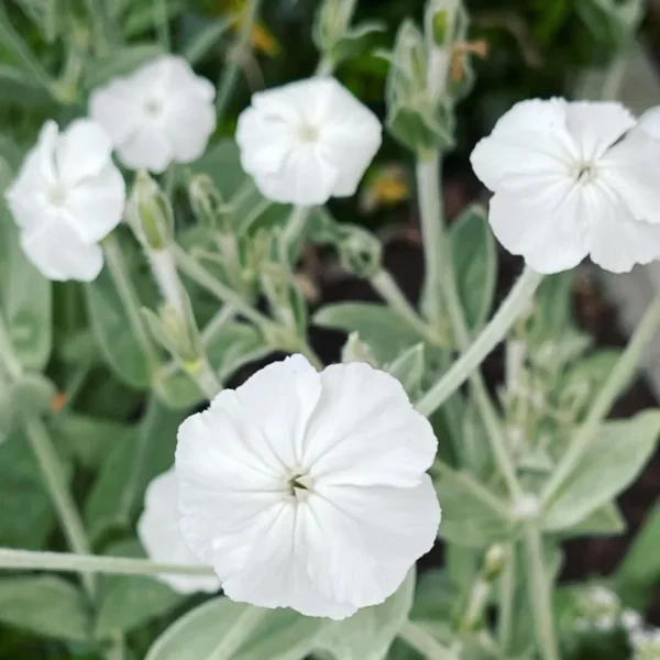 Bársonyos Kakukkszegfű › Lychnis Coronaria › Alba