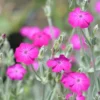 Bársonyos Kakukkszegfű › Lychnis Coronaria › Magenta