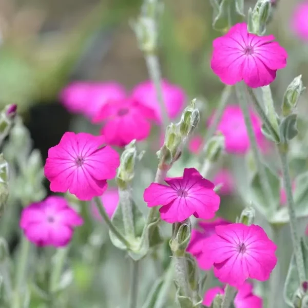 Bársonyos Kakukkszegfű › Lychnis Coronaria › Magenta