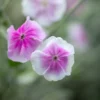 Bársonyos Kakukkszegfű › Lychnis Coronaria › Oculata