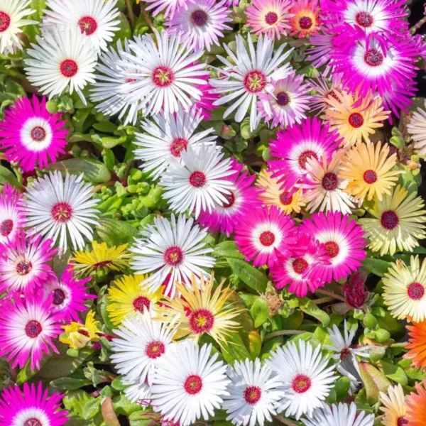 Csillagos Dorottyavirág › Dorotheanthus Bellidiformis › Mix