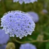 Csipkevirág › Didiscus Caeruleus › Lace Blue