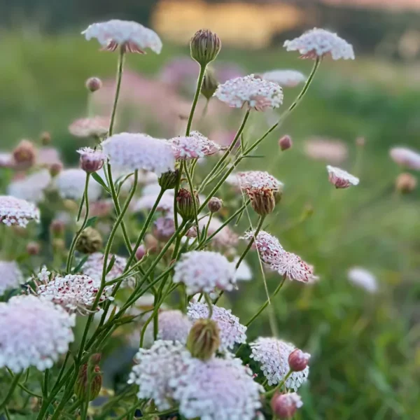 Csipkevirág › Didiscus Caeruleus › Lace Pink