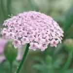 Csipkevirág › Didiscus Caeruleus › Lace Pink