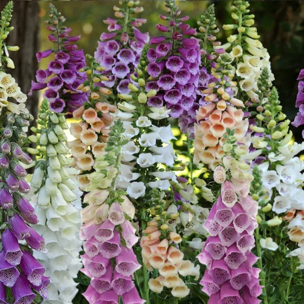 Gyűszűvirág › Digitalis Purpurea › Excelsior Mix