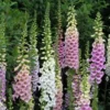 Gyűszűvirág › Digitalis Purpurea › Gloxiniaeflora Mix