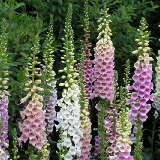 Gyűszűvirág › Digitalis Purpurea › Gloxiniaeflora Mix