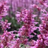 Izsópfű › Agastache Cana › Heather Queen