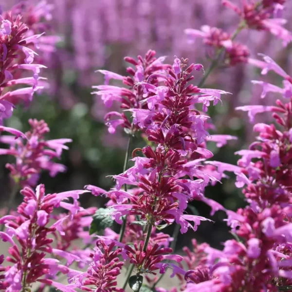 Izsópfű › Agastache Cana › Heather Queen