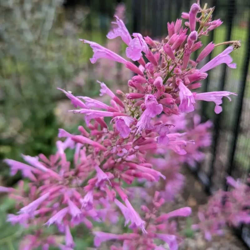 Izsópfű › Agastache Cana › Heather Queen