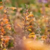 Izsópfű › Agastache Aurantiaca › Navajo Sunset