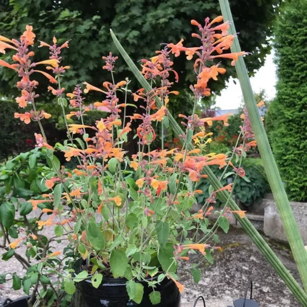 Izsópfű › Agastache Aurantiaca › Navajo Sunset