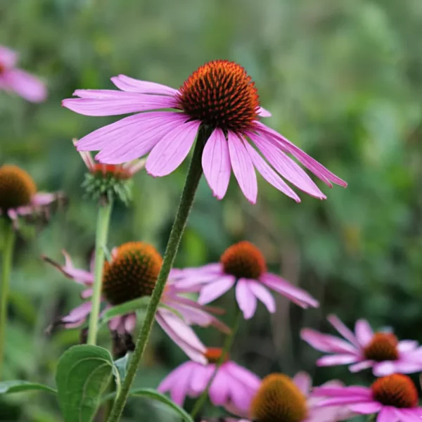 Kasvirág › Echinacea Purpurea › Magnus