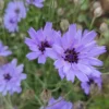 Zörgővirág › Catananche Caerulea › Amor Blue