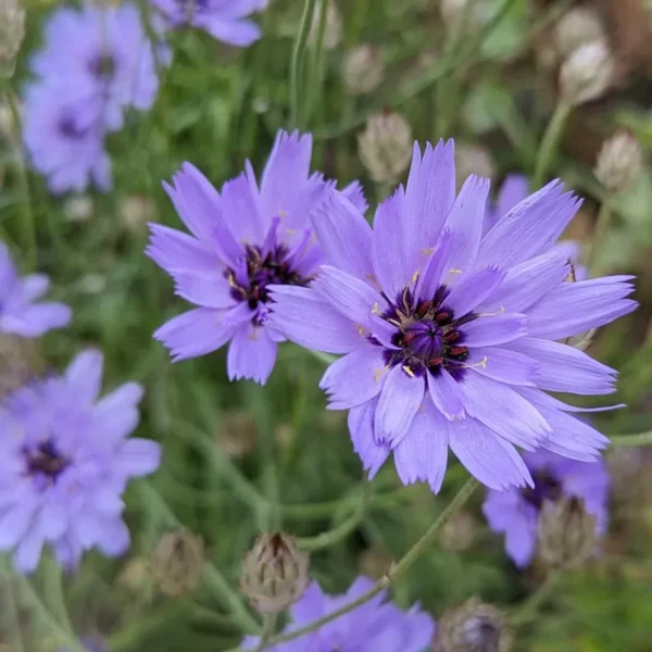 Zörgővirág › Catananche Caerulea › Amor Blue