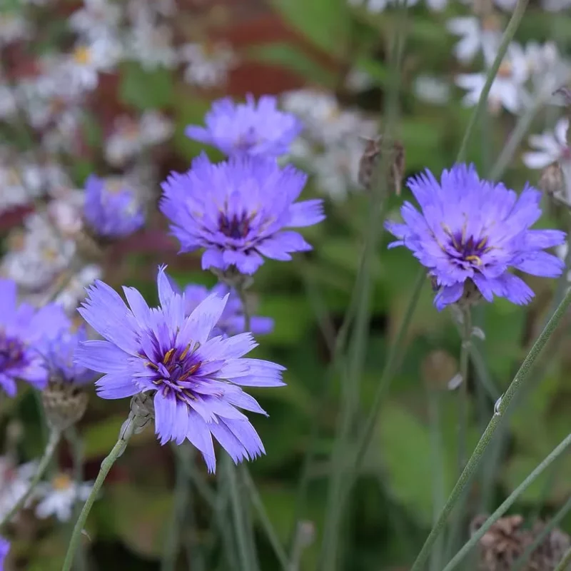 Zörgővirág › Catananche Caerulea › Amor Blue - Image 2