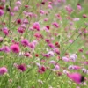Macedón Varfű › Knautia Macedonica › Melton Pastels