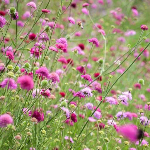 Macedón Varfű › Knautia Macedonica › Melton Pastels