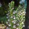Medveköröm › Acanthus Mollis
