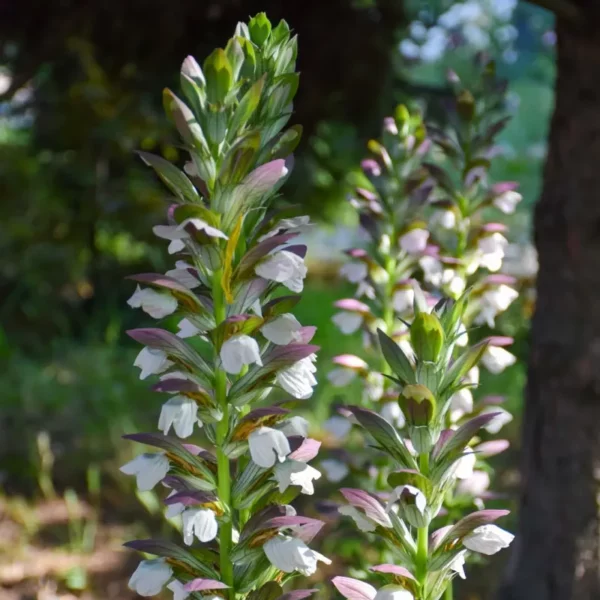 Medveköröm › Acanthus Mollis