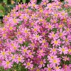 Menyecskeszem › Coreopsis Rosea › American Dream