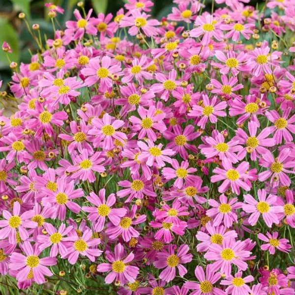 Menyecskeszem › Coreopsis Rosea › American Dream