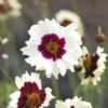 Menyecskeszem › Coreopsis Hybrida › Incredible! Swirl