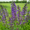 Mezei Zsálya › Salvia Pratensis