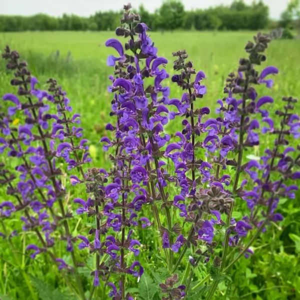 Mezei Zsálya › Salvia Pratensis