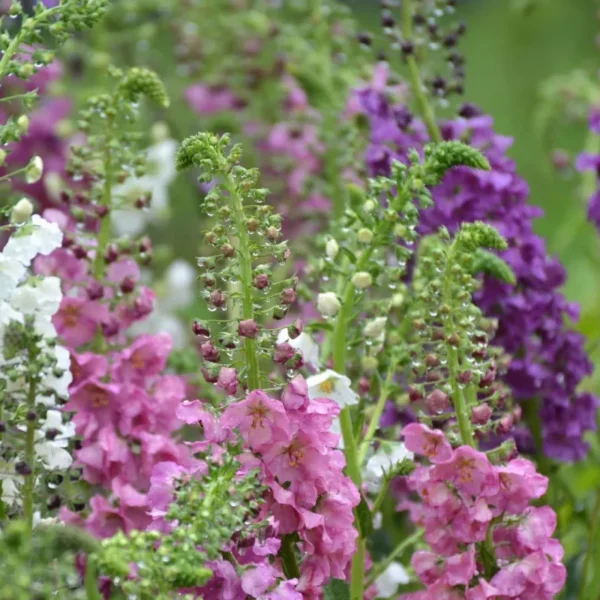 Ökörfarkkóró › Verbascum Phoeniceum › Színkeverék