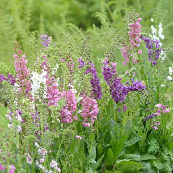 Lila Ökörfarkkóró › Verbascum Phoeniceum › Színkeverék