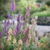 Ökörfarkkóró › Verbascum Hybridum › Southern Charm