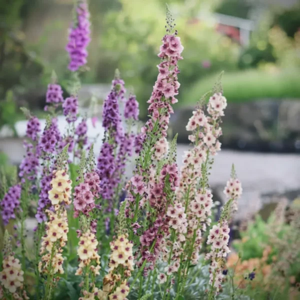 Ökörfarkkóró › Verbascum Hybridum › Southern Charm